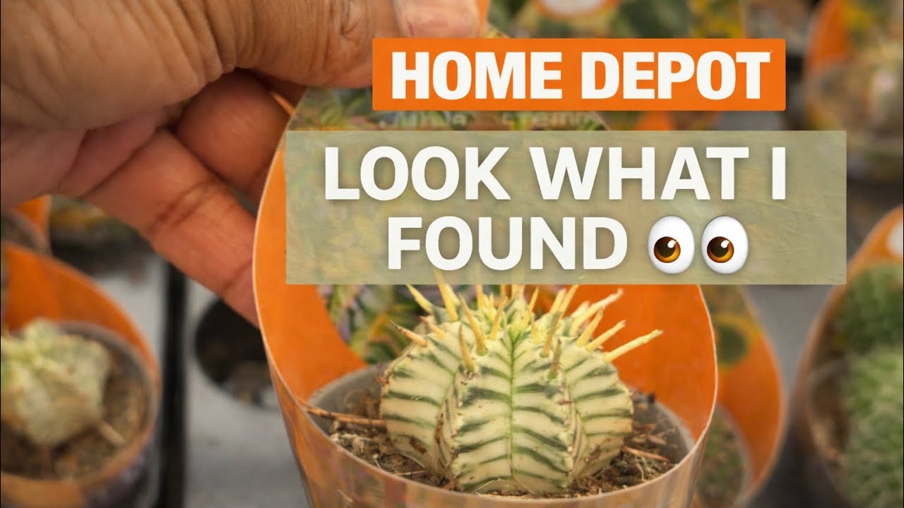 В Home Depot появились НОВЫЕ растения?! 🌵 Давайте посмотрим!