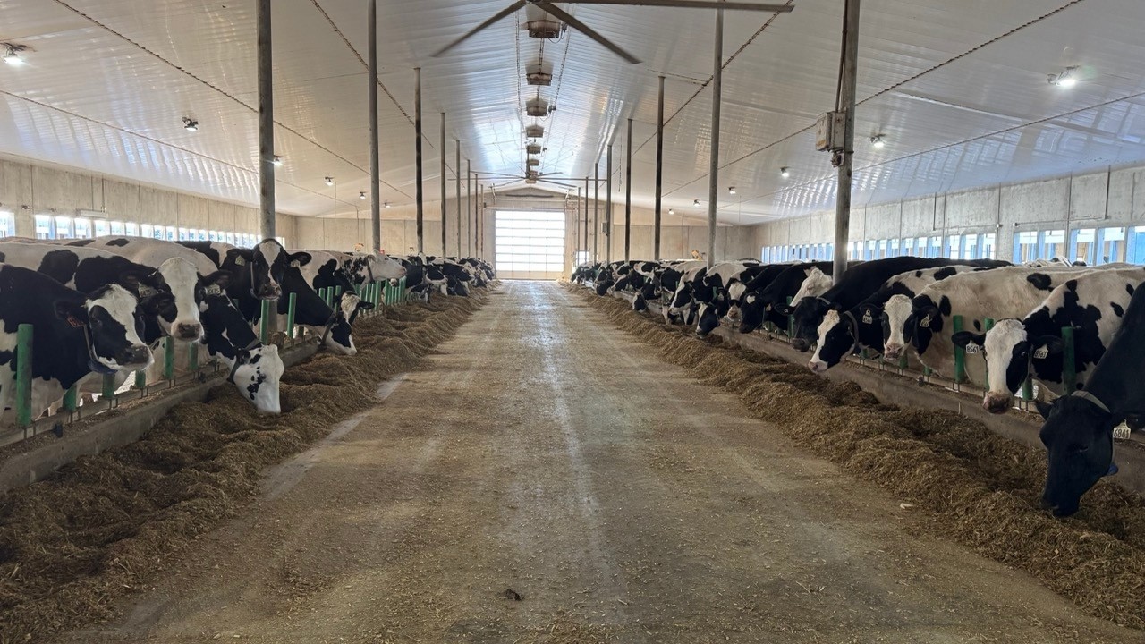 Cows Barn #cow #enjoyeverymoment #farmlife #dairyfarm