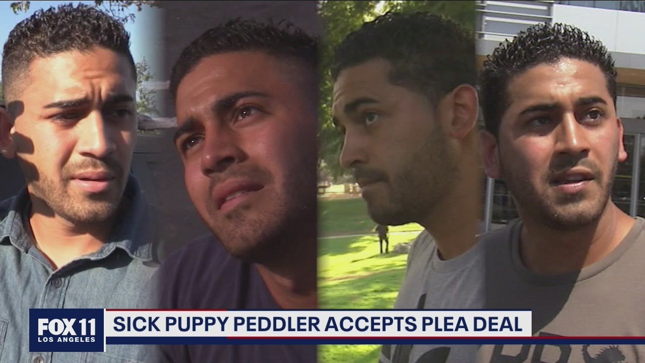 Sick puppy peddler accepts plea deal