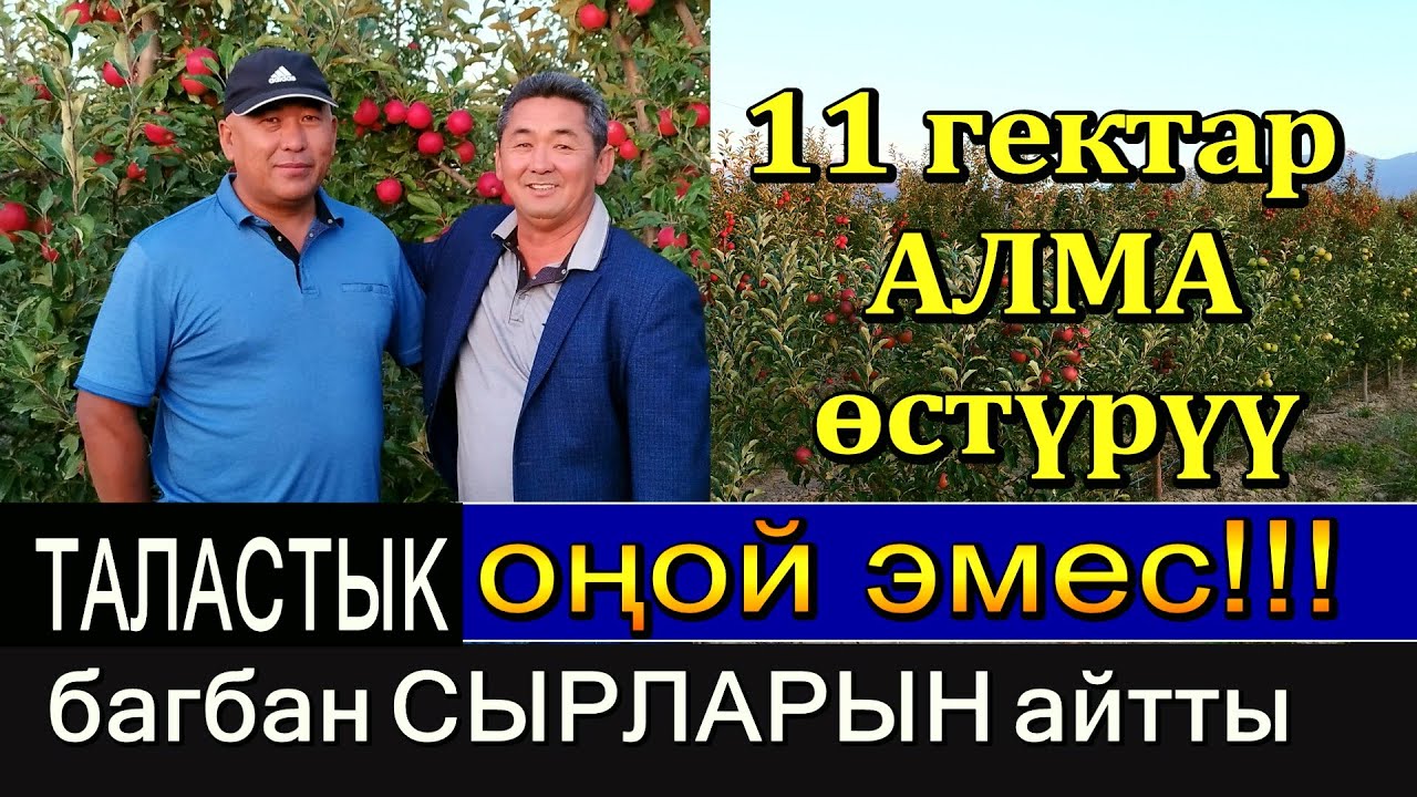 ОҢОЙ ДЕП ОЙЛОШОТ, БИРОК АНДАЙ ЭМЕС!!! 11 ГЕКТАР АЛМА БАКТЫН ЭЭСИ ДАНИЯР СУЛТАНАЛИЕВ СЫРЫН АЙТТЫ
