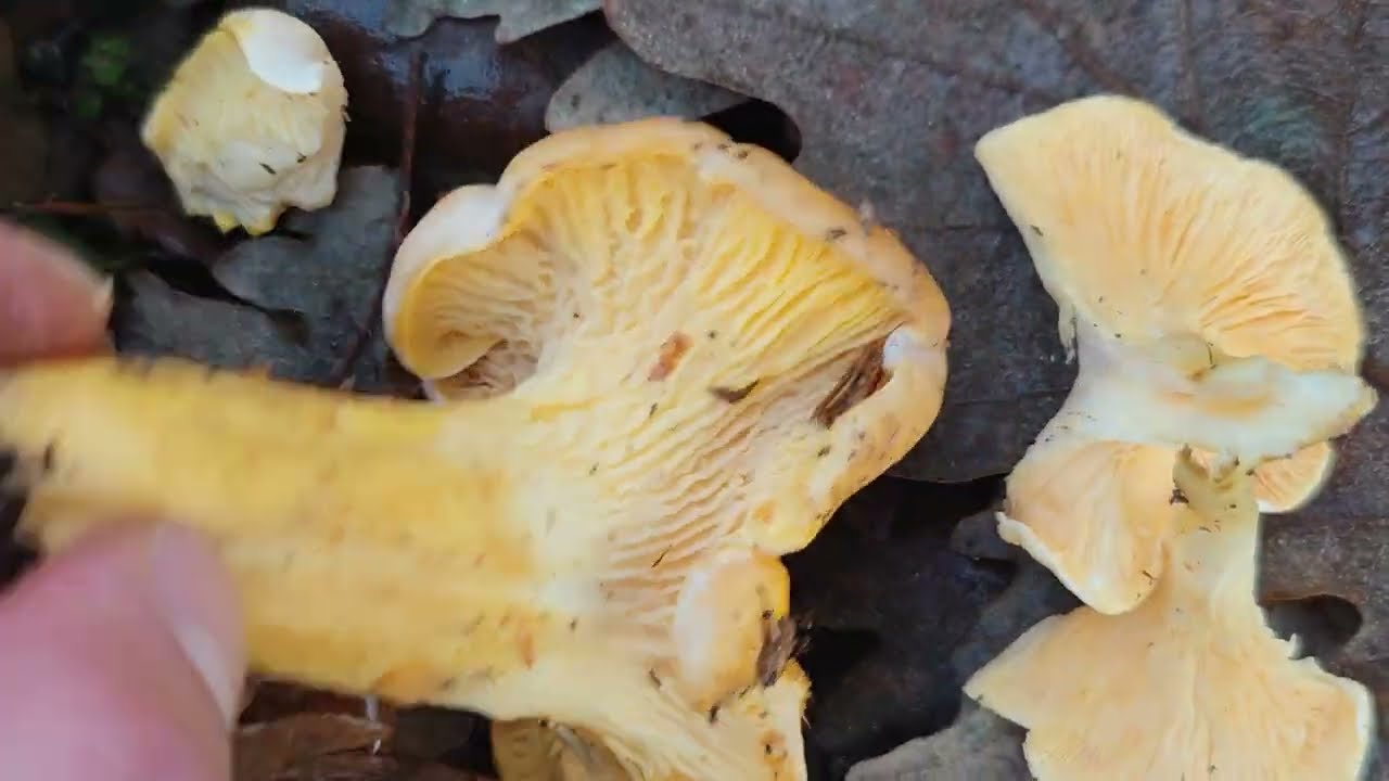 Como diferenciar el rebozuelo del falso rebozuelo. Cantharellus spp. vs Hygrophoropsis aurantiaca
