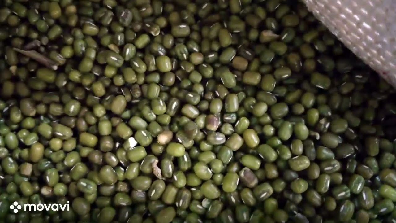 Magnetic Destoner for Mung Beans | Excel Magnetics - Leading Manufacturer |#industrial