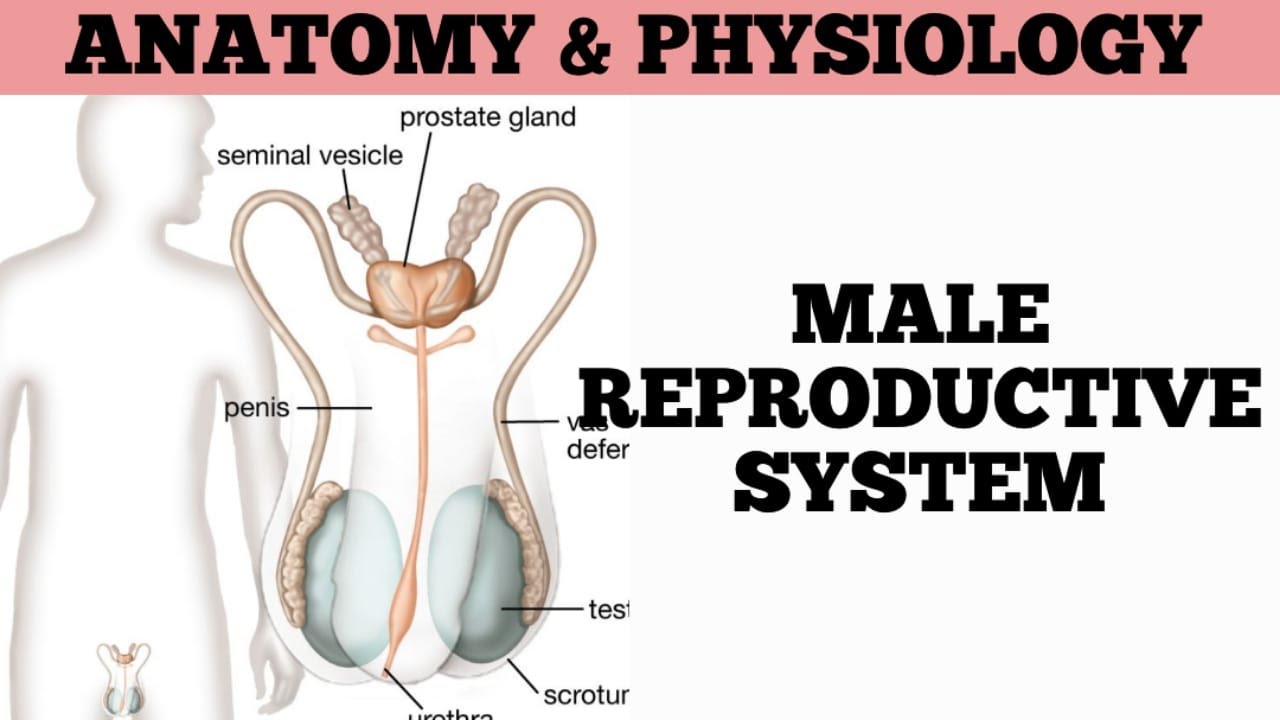 Male Reproductive System | Anatomy & Physiology | Part-1 | Scrotum & Testis Structure and Functions