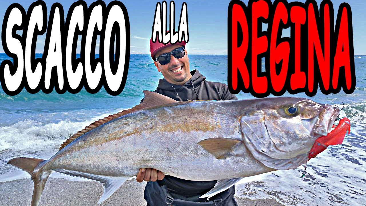 SCACCO ALLA REGINA- RICCIOLA 22KG IN VERTICALE!