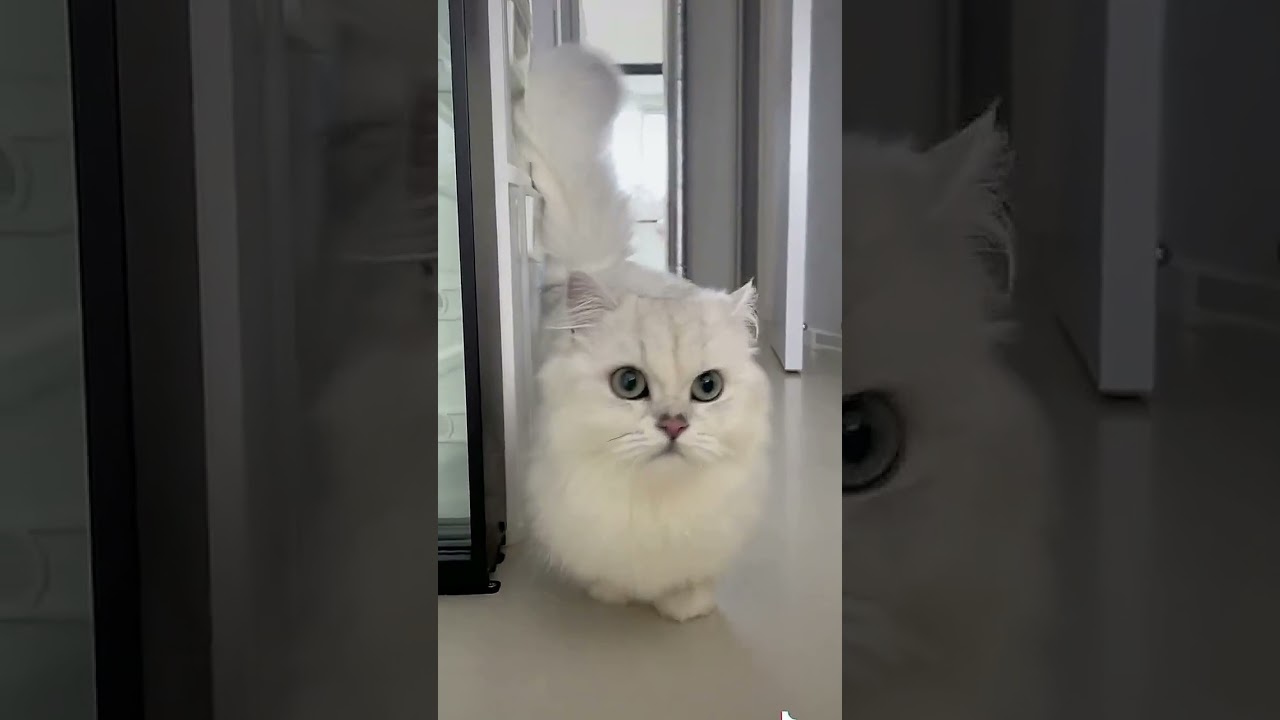 CATS 101: Ultimate Guide to Adorable Feline Pets