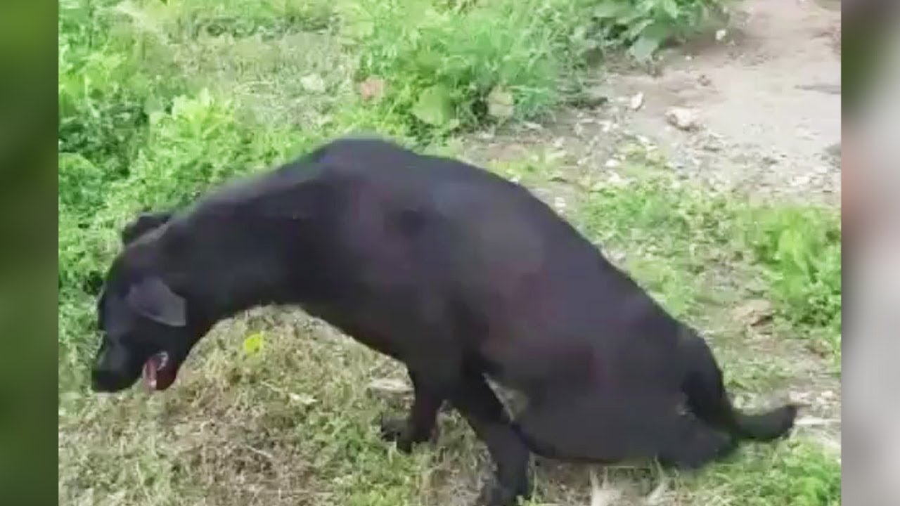 The heartbreaking truth behind the dog crawling begging for food at the bus stop