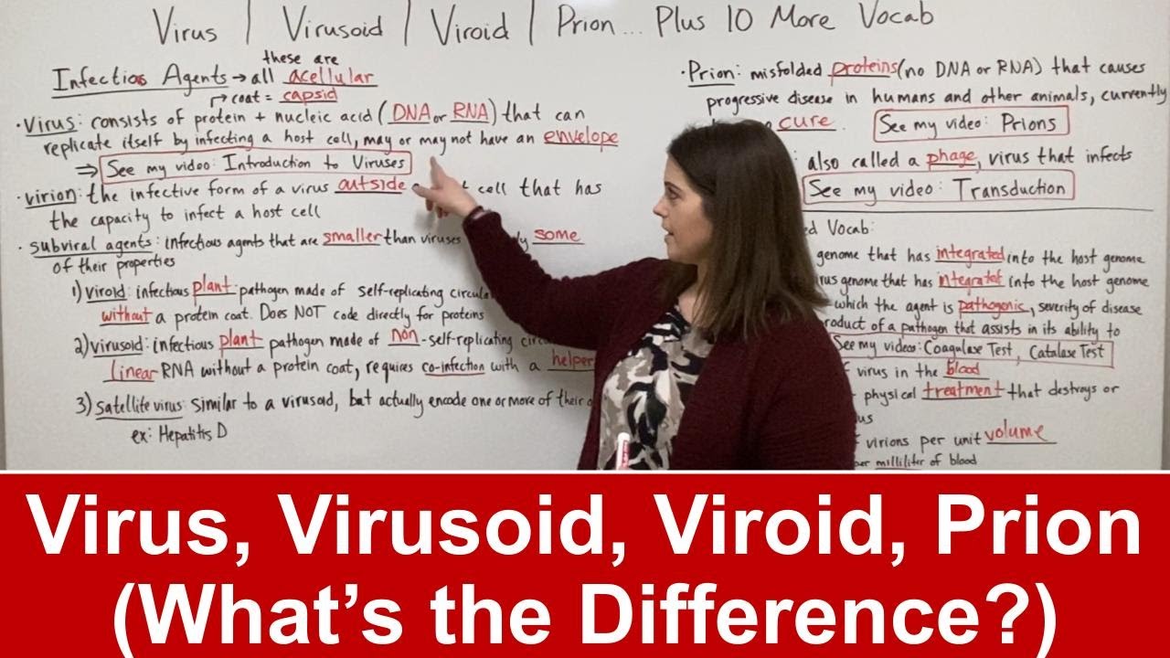 Viroid / Virusoid / Virus / Prion (PLUS 10 MORE RELATED VOCAB)