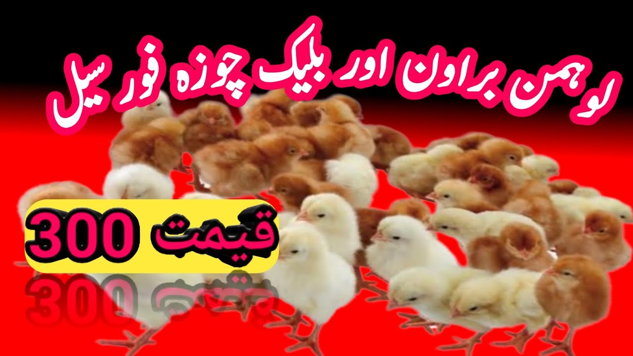Lohmann brown chicks for sale | Lohmann black chicks for sale | 03216652965