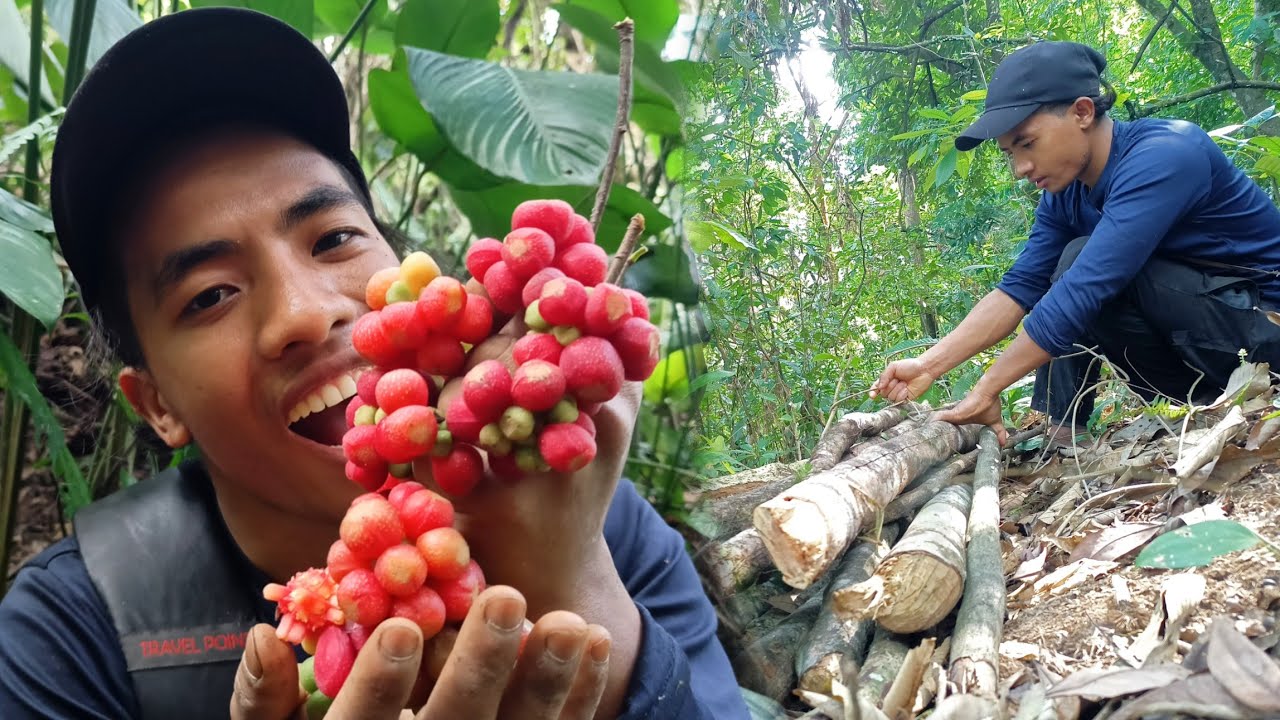 Enjoying Rare Wild Grapes || Collecting Firewood with My Brother.