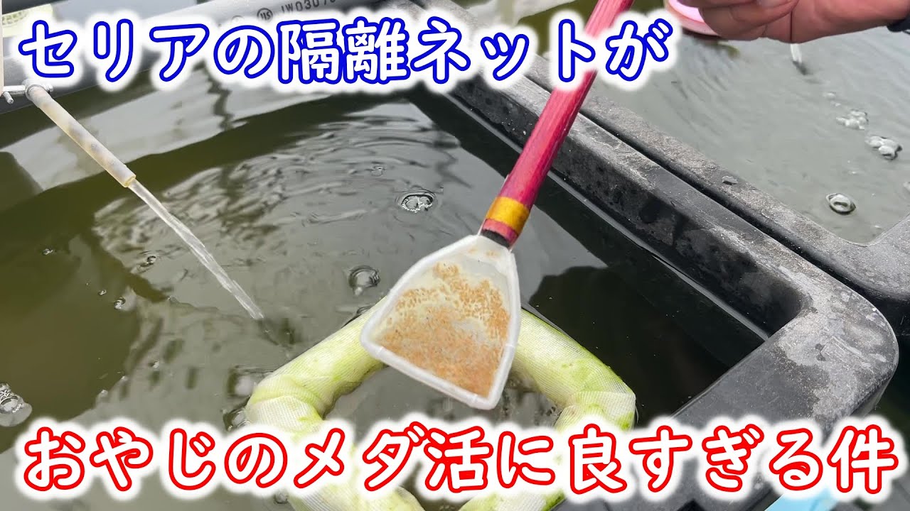 【めだか】セリアの神商品！メダカの隔離ネット。水を替えても良し！ミジンコを増やしても良し！　Ｂ型おやじ