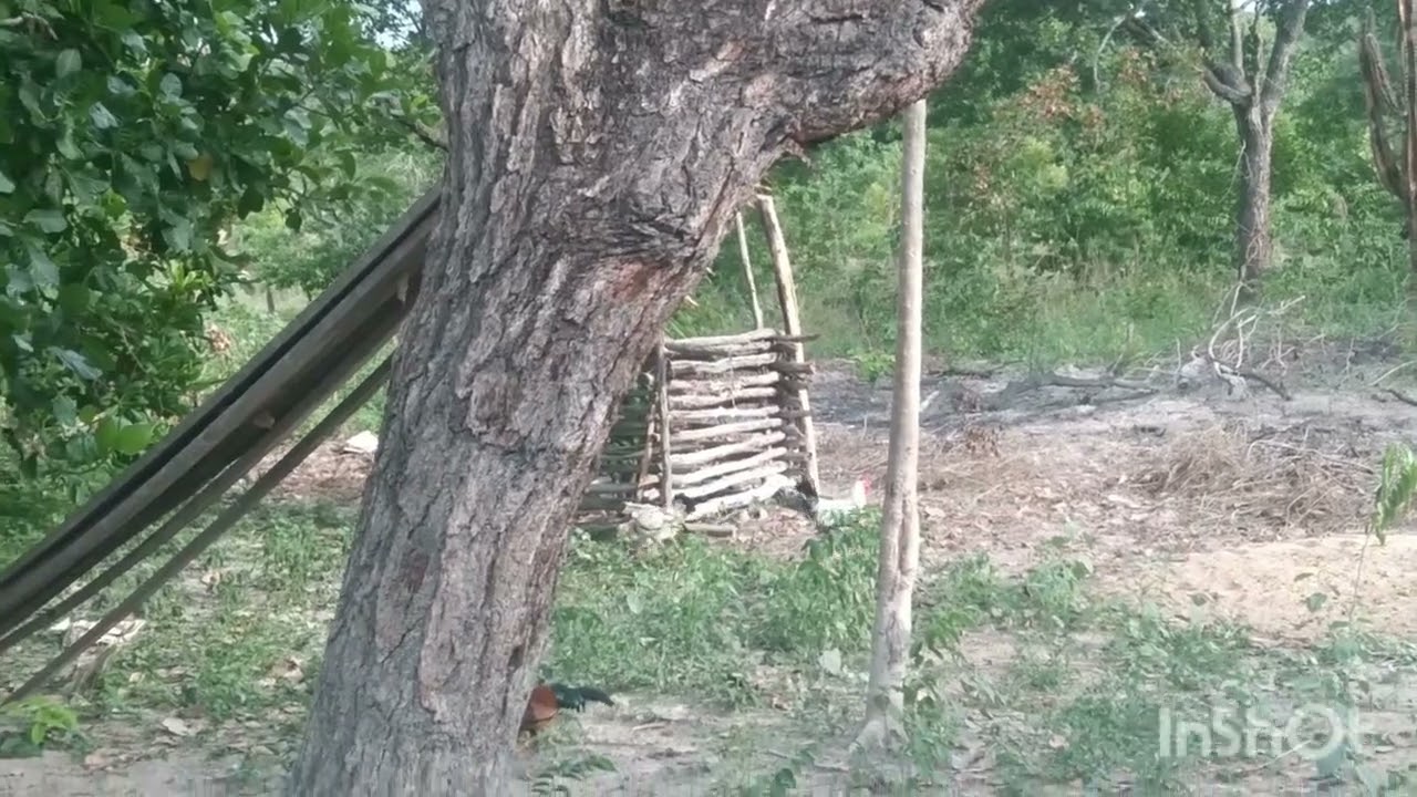ACHEI UM POUQUINHO DE OVOS DE  CAPOTES. DANDO UMA OLHADA NO SITIO.