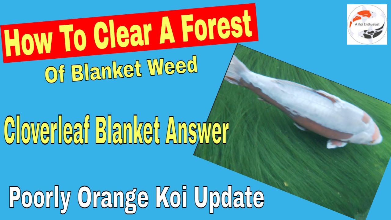 How To Clear A Forest Of Blanket Weed **Cloverleaf Blanket Answer** PLUS Poorly Orange Koi Update