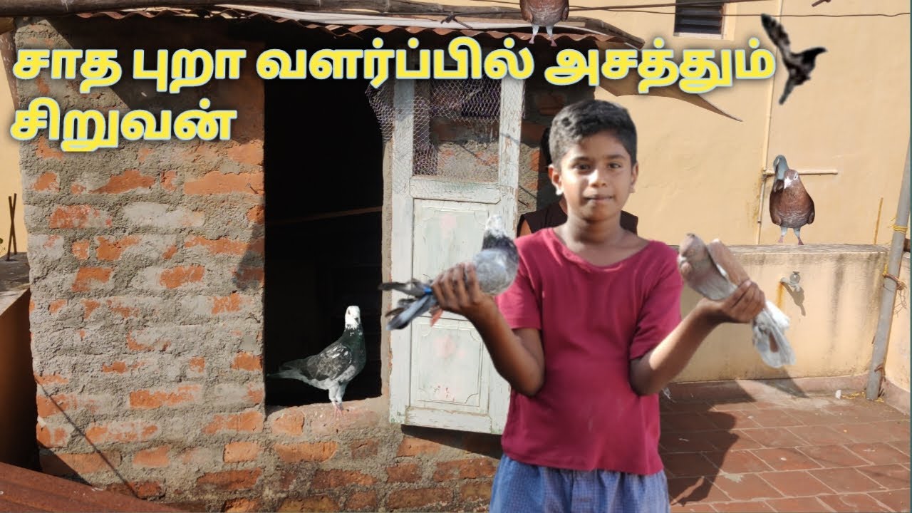 புறா வளர்ப்பில் அசத்தும் சிறுவன் #புறா வளர்ப்பு மற்றும் பராமரிப்பு