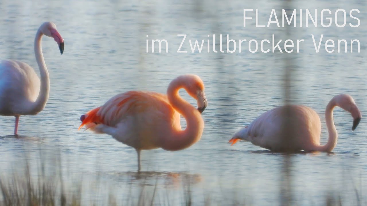 Die Flamingos im Zwillbrocker Venn (der nördlichste Brutplatz der Welt)
