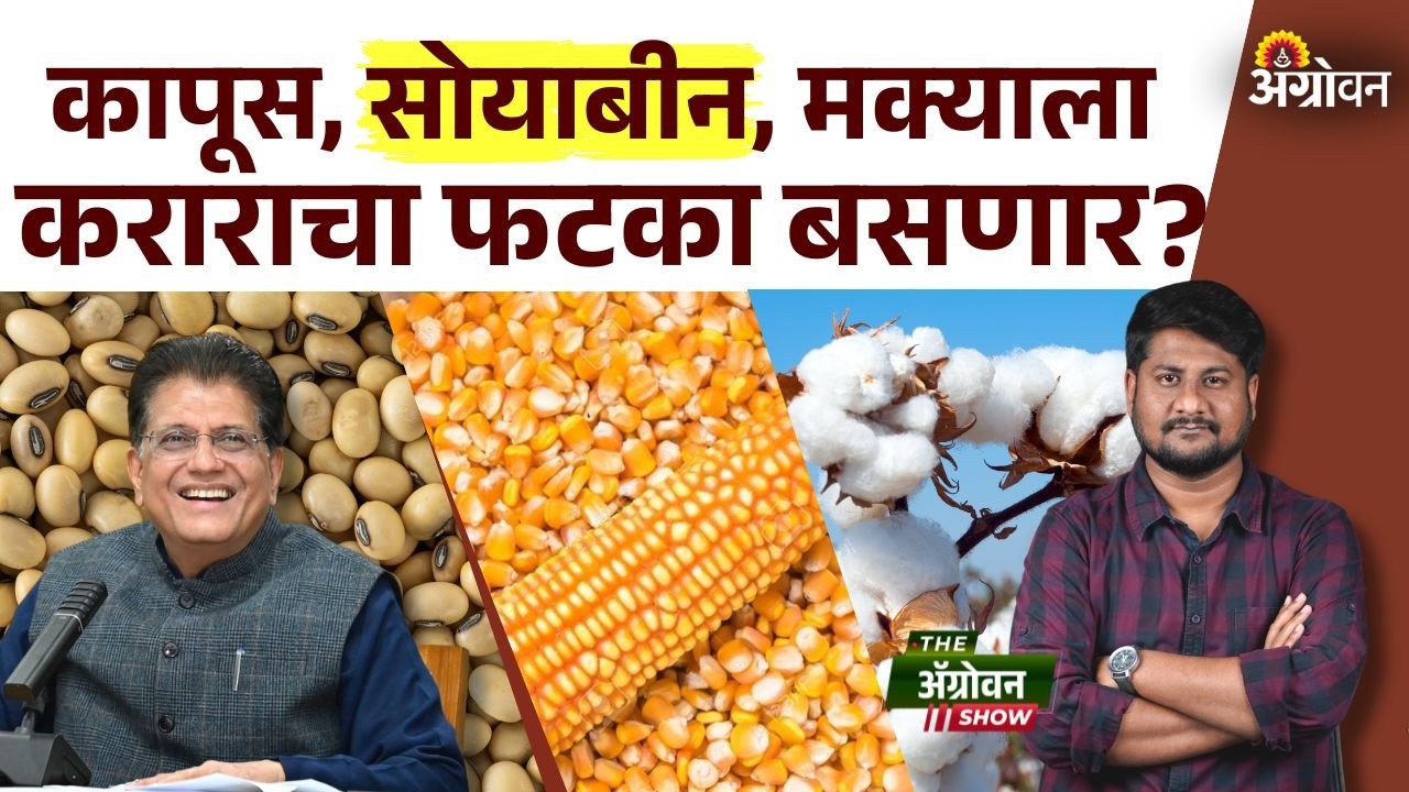 Cotton Import : करारामुळे अमेरिकेतून भारतात कापसाची आयात वाढणार? | Agrowon
