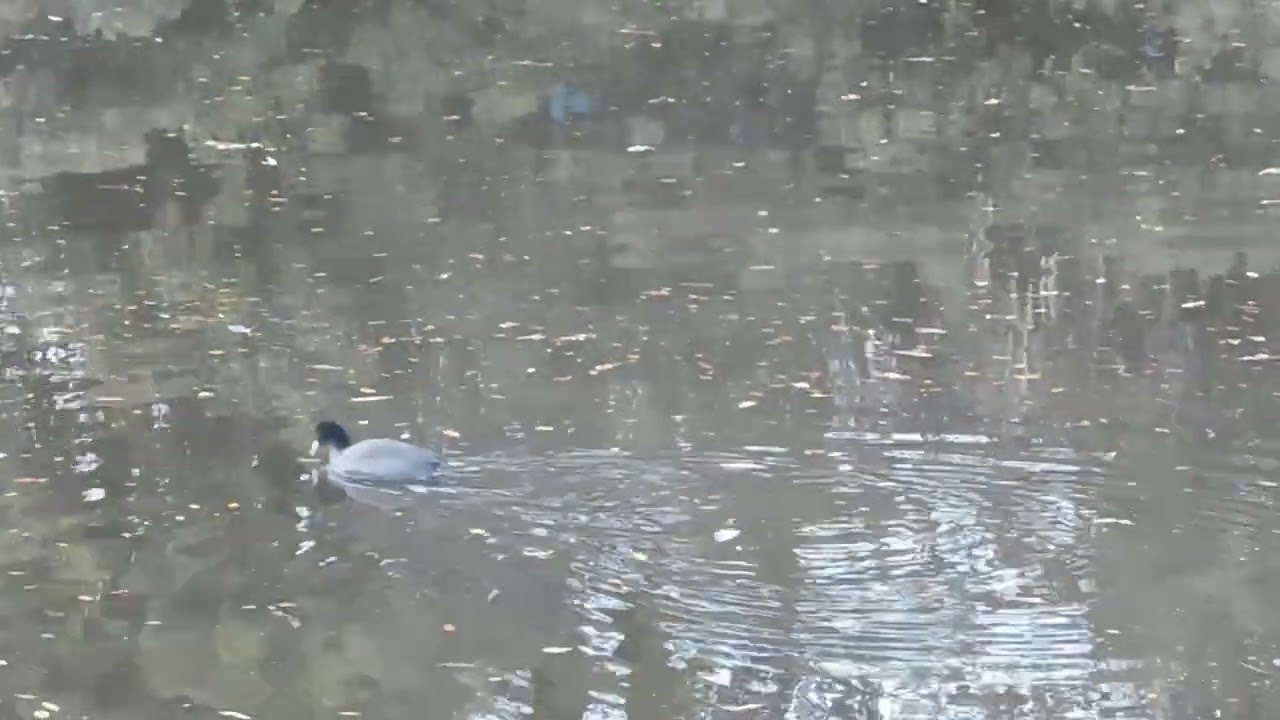 明石公園　外堀の野鳥　2/3　2026.1.10