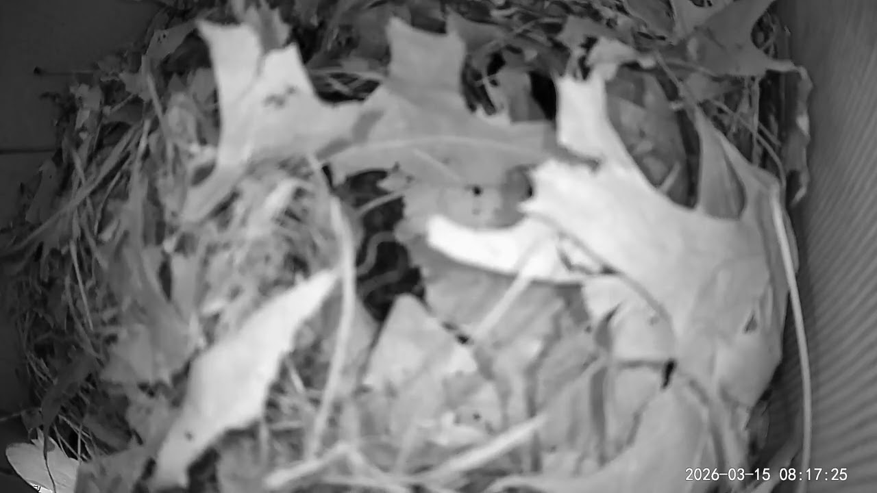 The Sounds of Baby Squirrels Being Born.