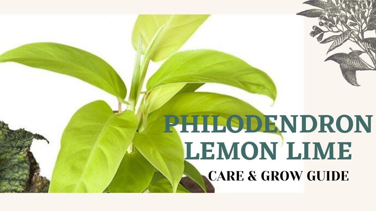 PHILODENDRON LEMON LIME  ||  CARE + PROPAGATION GUIDE || BLOOMING BEE
