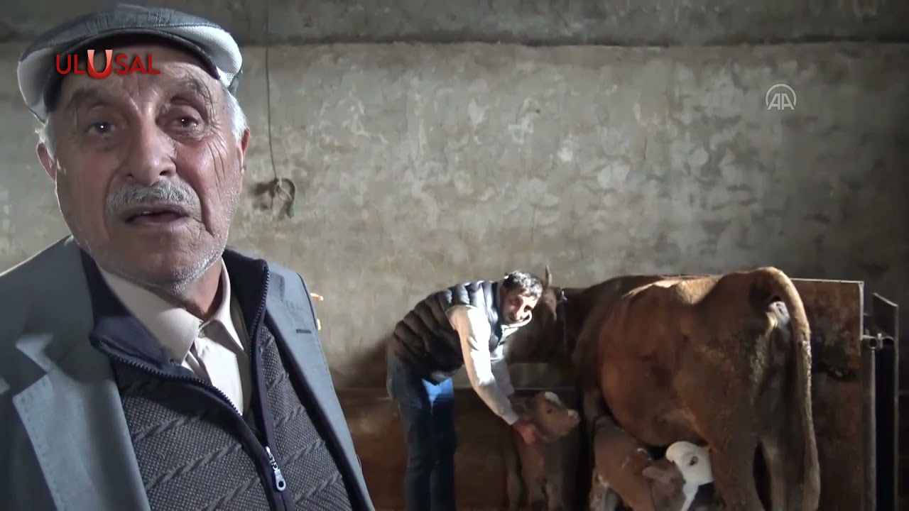 Kars’ta üçüz buzağı dünyaya geldi