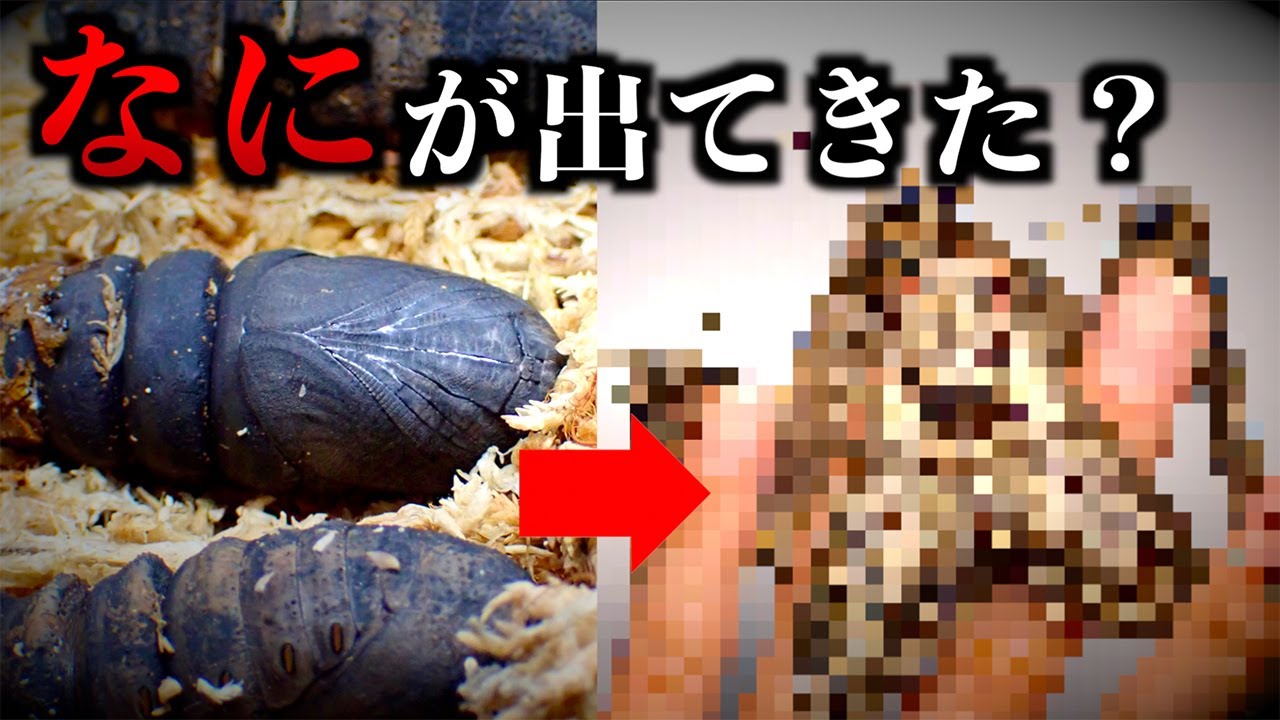 10ヶ月出てこなかったサナギから出てきたものとは...