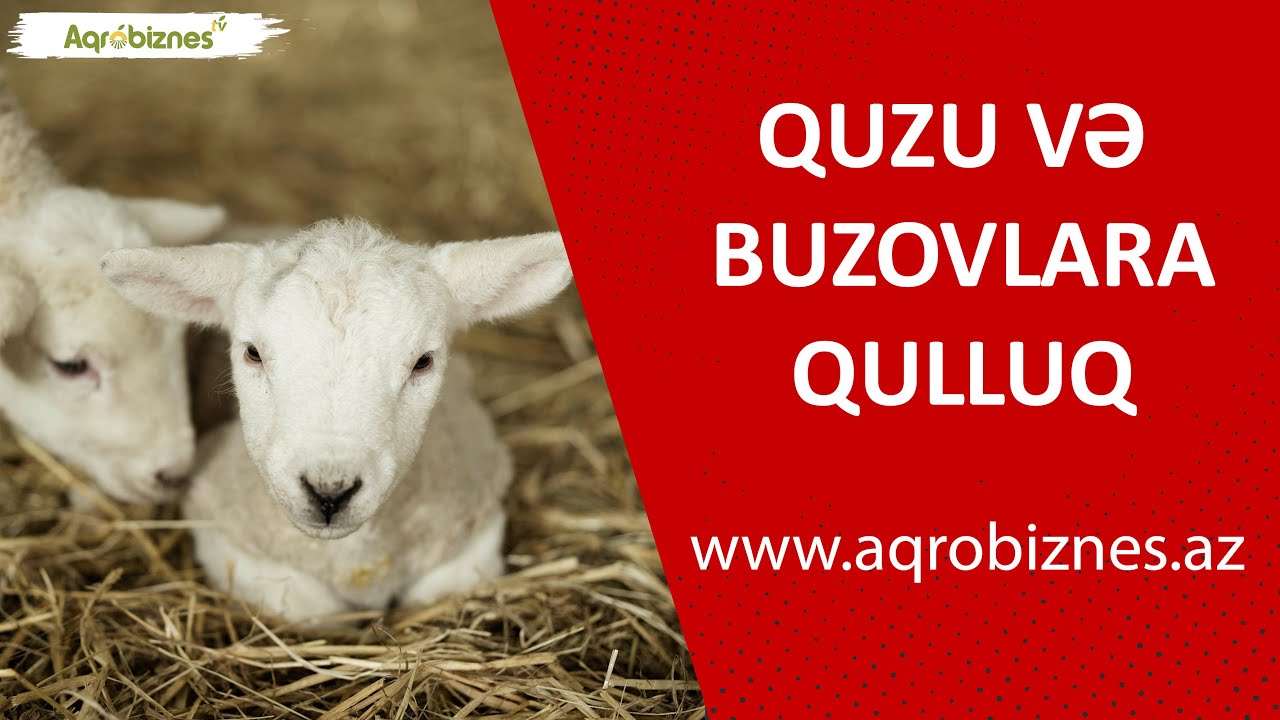 Doğulan quzu və buzovlara necə qulluq edək?