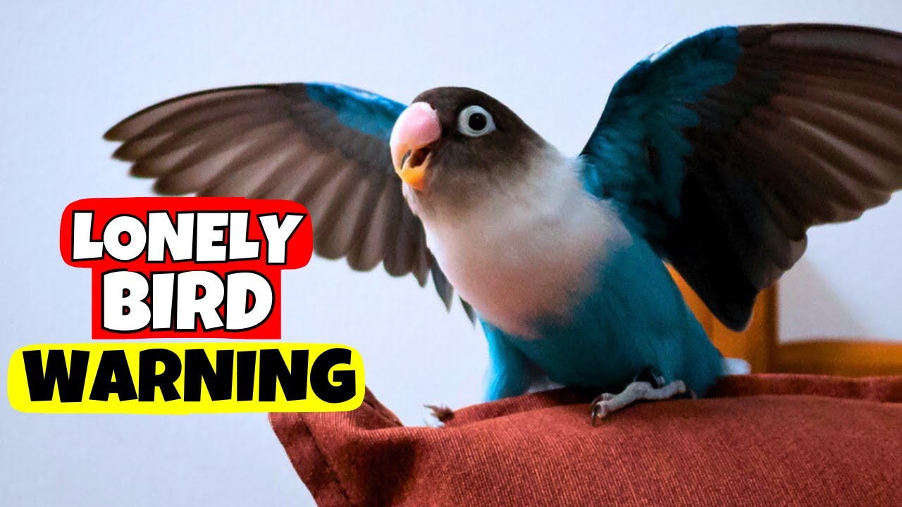 7 Signs That Your Bird Is Lonely – But You Keep Ignoring Them