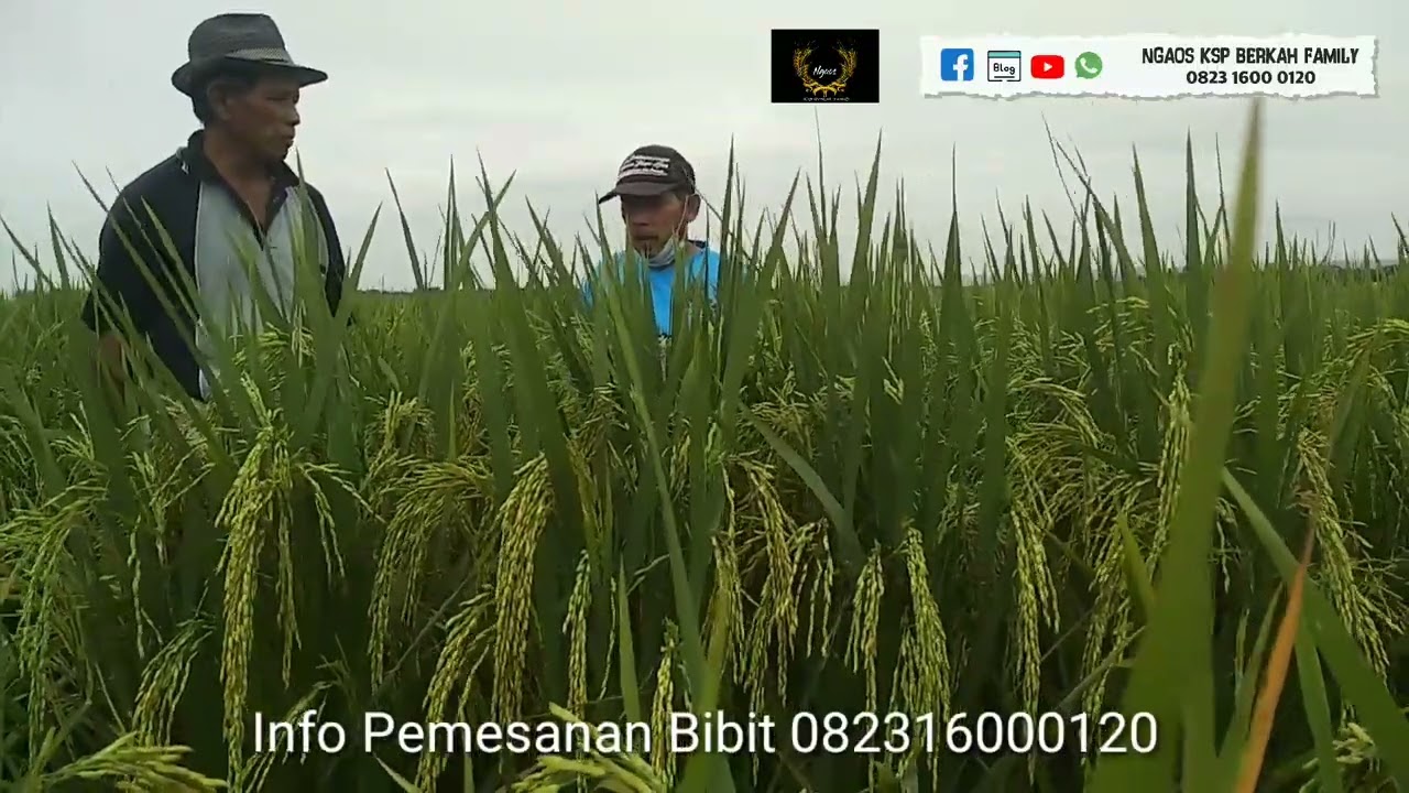 Simalai Panjang tahan Rebah bulir besar Asli Dari Kabupaten Ciamis Jawa Barat Ngaos Wulungsari