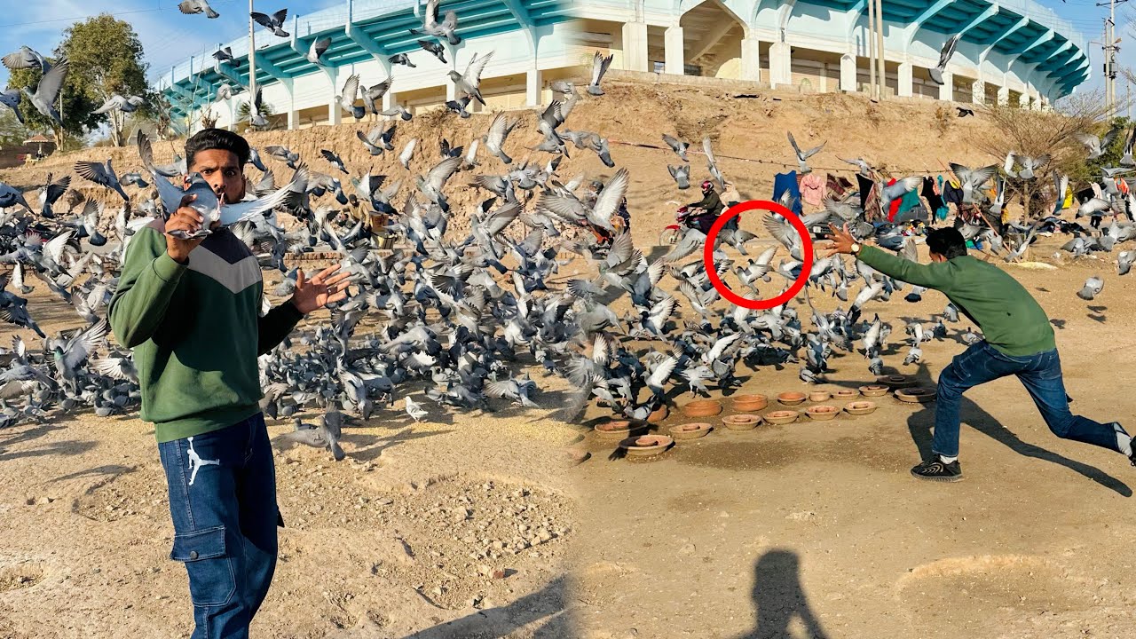 Aaj Road se racer pigeon paker liya😱😳 || how to catch pigeons ||