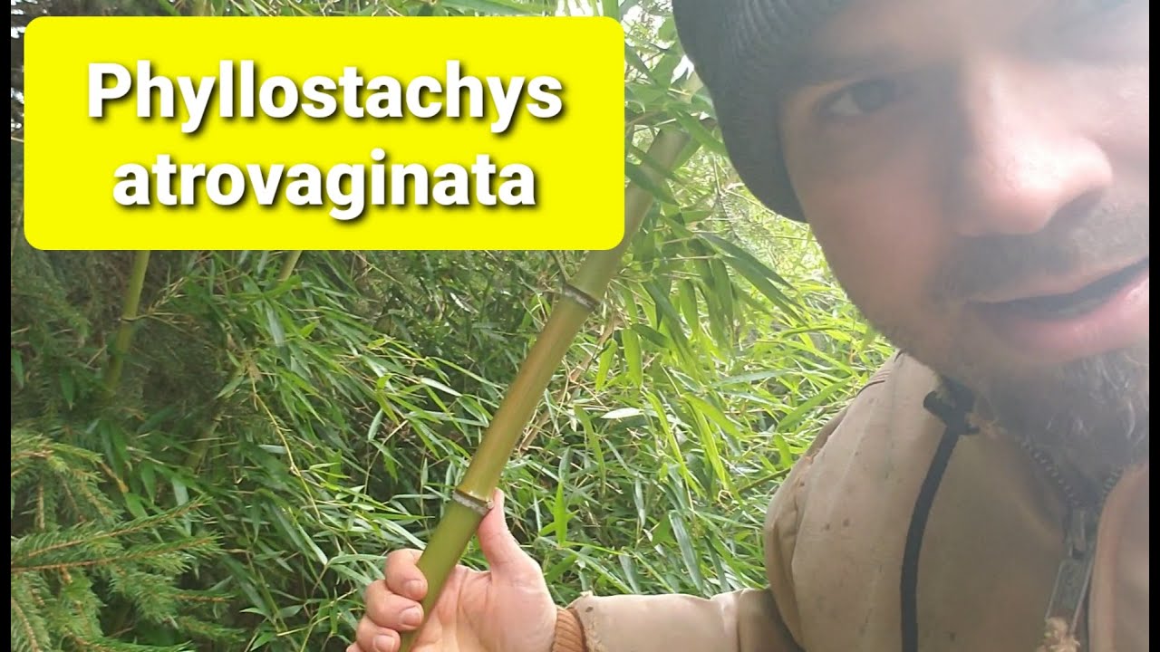 Incense Bamboo | Phyllostachys atrovaginata