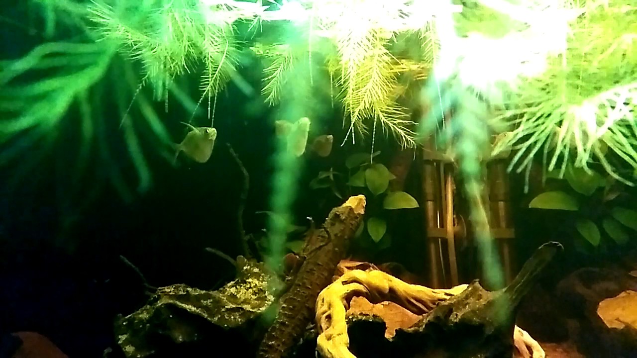 Thoracocharax stellatus