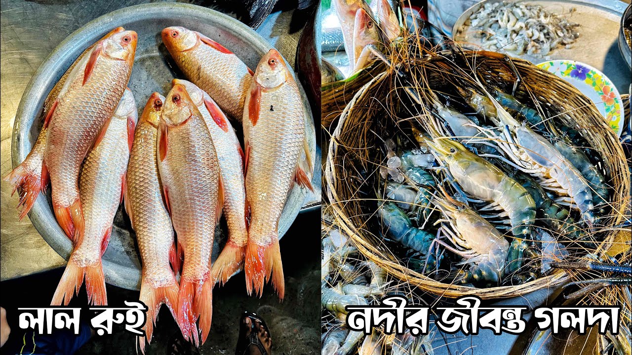 নথুল্লাবাদ মাছের বাজার থেকে লাল রুই, দেশী কই, শিং, শোল, নদীর গলদা চিংড়ী কিনলাম 👍