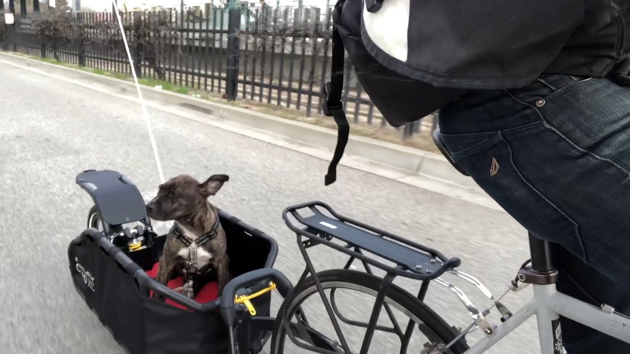 Riding with Sonic Boom the Dog in My Modified Burley Coho XC Bike Trailer