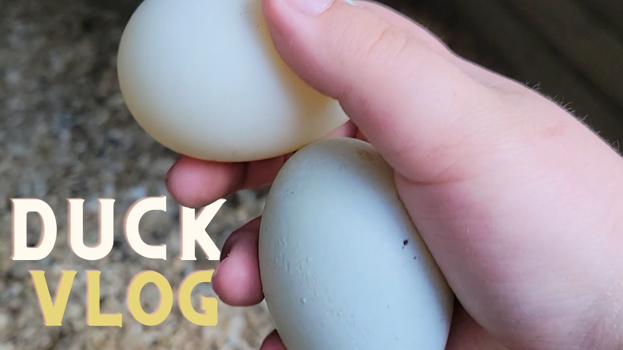 How to Raise Runner Ducks