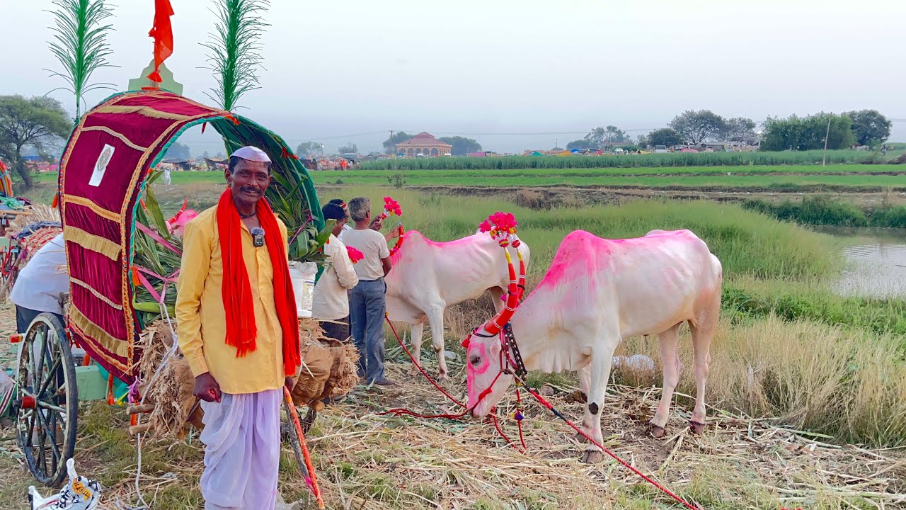 पोपट नाना चिंचणी यात्रा मासाळवाडी कर  २०२५ chinchni yatra bail premi masalwadi