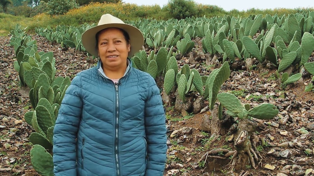 Productores de Nopal   Santa Ana Tlacotenco   Milpa Alta