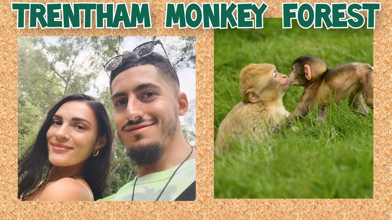 Trentham Monkey Forest 🌲 | Barbary Macaques 🐒