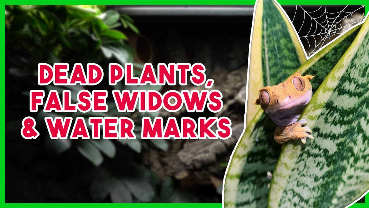 Do BIOACTIVE Reptile Tanks REALLY Need Cleaning?!