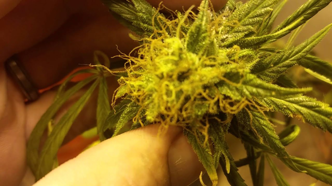 Mr nice genetics