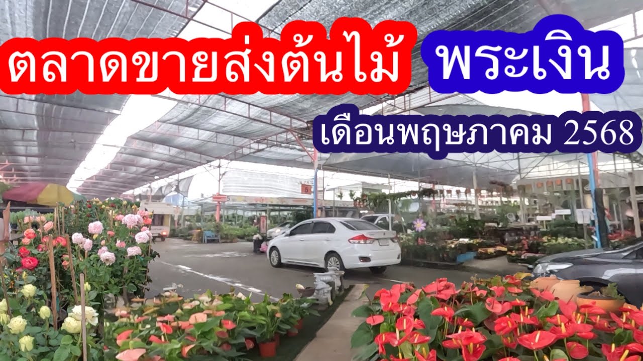 ตลาดขายส่งต้นไม้ พระเงิน อ บางใหญ่ จ นนทบุรี
