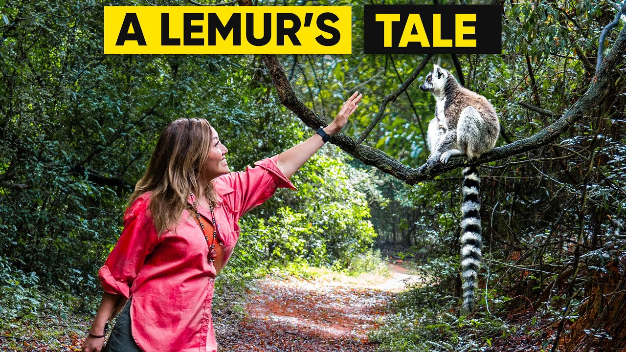 Inside South Africa&rsquo;s Hidden Forest: Walking Among Free-Roaming Monkeys!