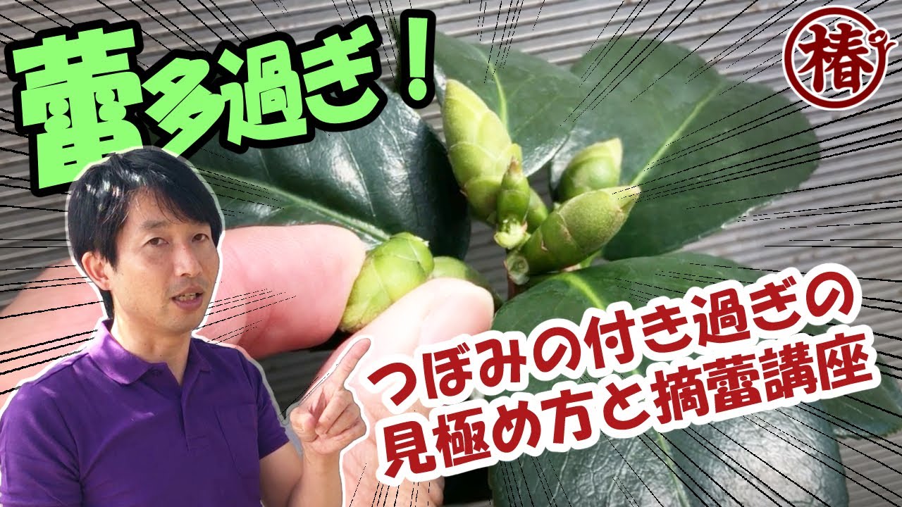 椿 蕾の着きすぎと最適な数の見分け方♪