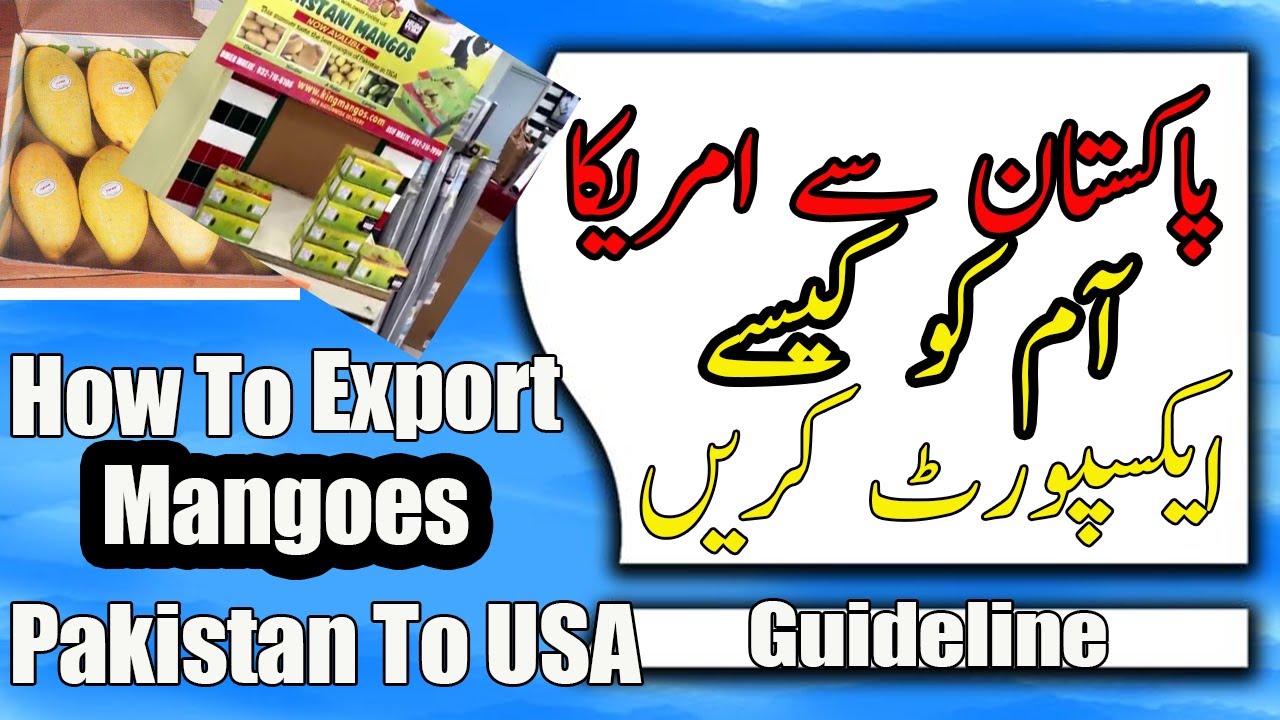 How to Export Mangoes from Pakistan to USA? |Export Mangoes business| WORLD FAMOUS PAKISTANI MANGOES