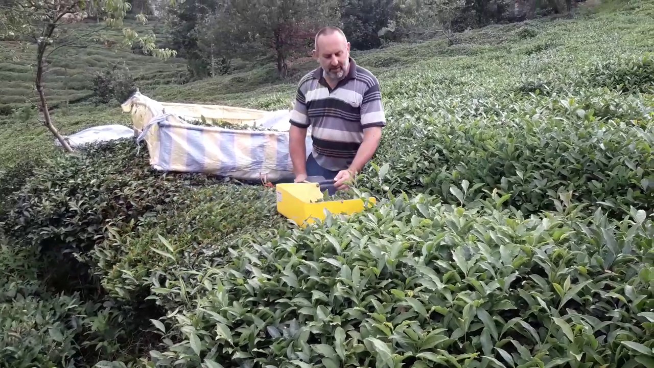 Çay toplama
