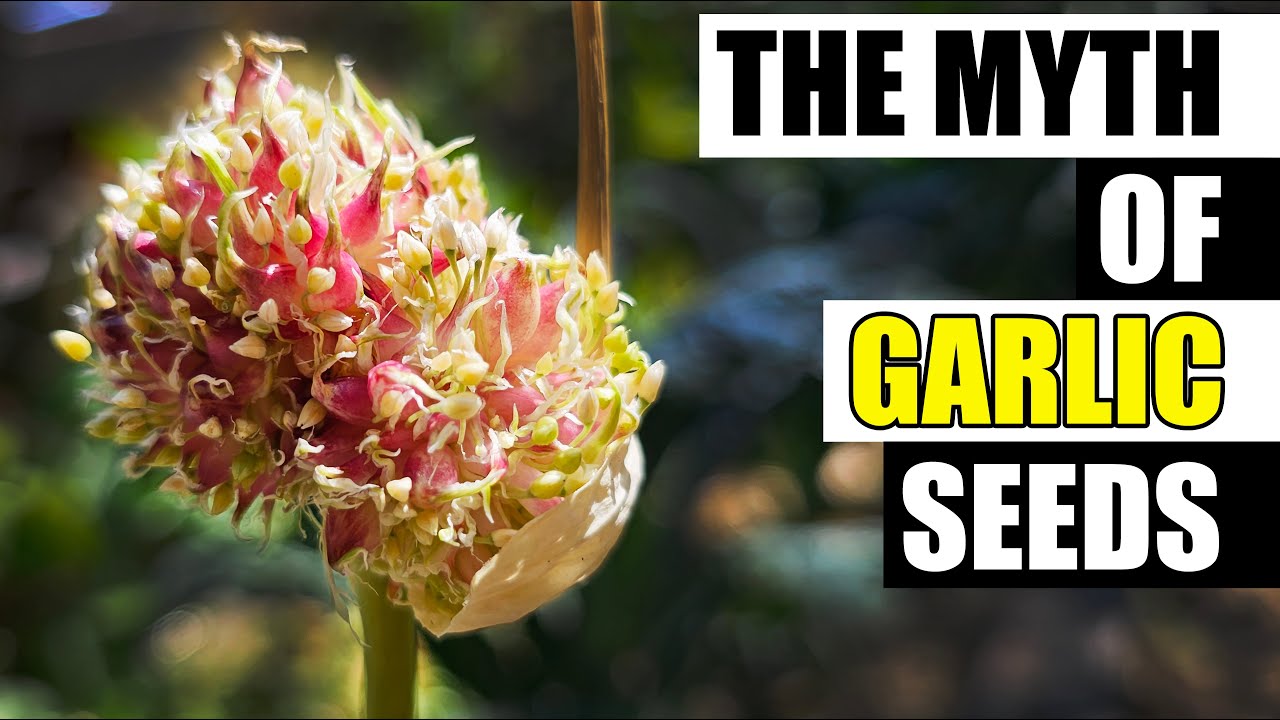 Why Isn't Garlic Grown From Seed? Garden Quickie Episode 207