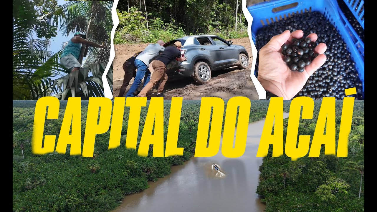 NA ROTA DO AÇAI - COMO COLHEMOS O AÇAI DIRETO DA FLORESTA AMAZONICA