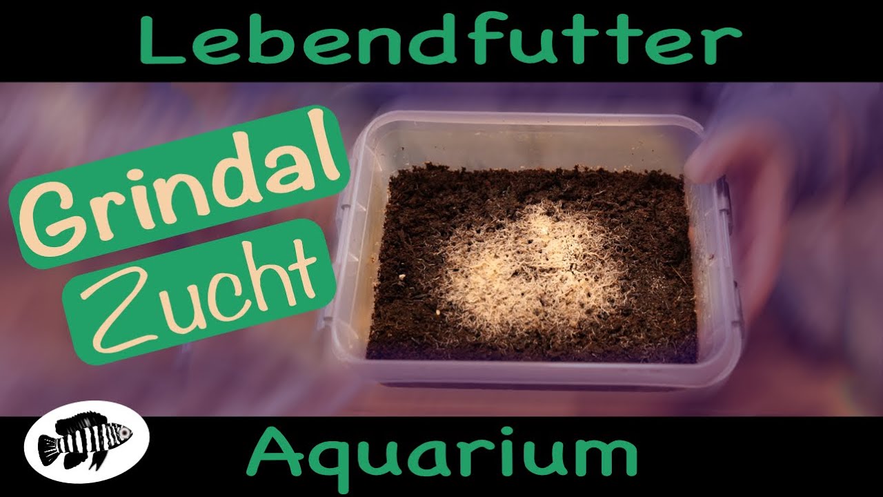 Fantastisches Lebendfutter - Grindalwürmer Zucht - echt einfach und super ergiebig