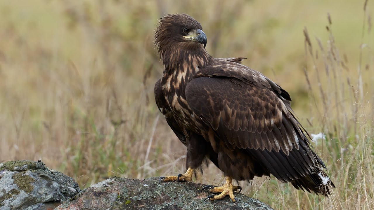 White-Tailed Eagle | Haliaeetus albicilla | 4K