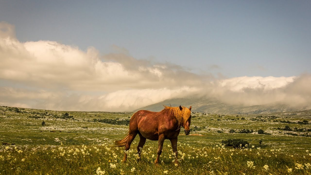 Livno - Untamed Beauty of Wild Horses | Emotional Music | 4K