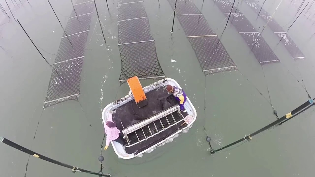 福岡有明のり