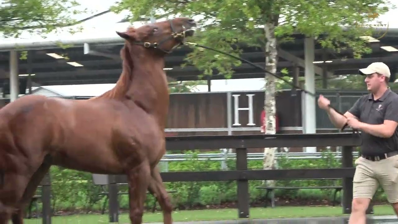 2026 Inglis Classic Pinatubo x Ollagua Colt